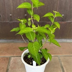 紫陽花　紅か紅額②蕾沢山あり