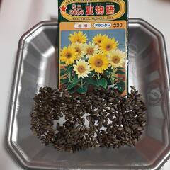 ミニひまわりの種