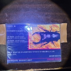 【能勢YG血統871系 弁慶血統 国産オオクワガタ 幼虫販売】5匹¥4500〜 の画像