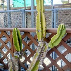 サボテン ブランチ🌵