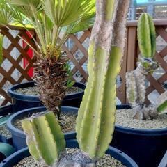 サボテン ブランチ🌵🌵