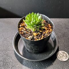 多肉植物 爪蓮華（ツメレンゲ）の画像