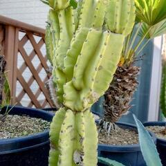サボテン ブランチ🌵🌵🌵