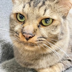 撫で心地バツグンの中毛さん - 猫