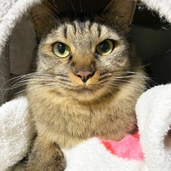 撫で心地バツグンの中毛さん − 福岡県