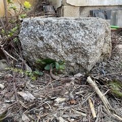 石臼①　手水鉢　庭石　自然石　日本庭園の画像