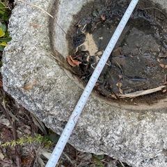 石臼①　手水鉢　庭石　自然石　日本庭園の画像