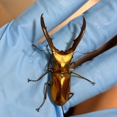 メタリフェルホソアカクワガタ♂単