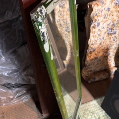吊り下げ鏡