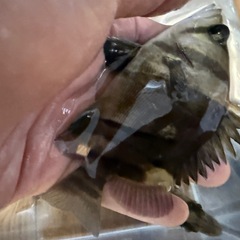 決まりました　ダトニオリアルバンド　まとめ売り４匹の画像