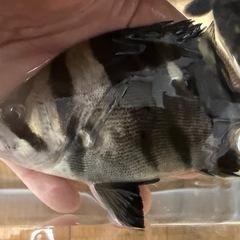 決まりました　ダトニオリアルバンド　まとめ売り４匹の画像