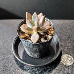 多肉植物 ブロンズ姫の画像