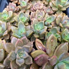 多肉植物 ブロンズ姫の画像