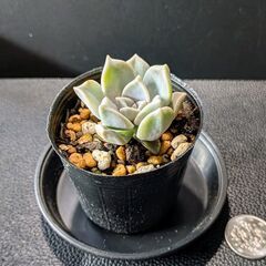 多肉植物 朧月の画像
