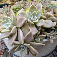 多肉植物 朧月の画像