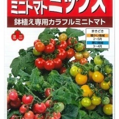 鉢植え専用カラフルミニトマト苗　