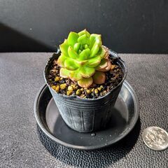 多肉植物 レディジアの画像