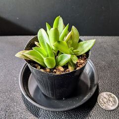 多肉植物 赤鬼城の画像