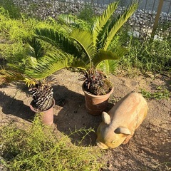 豚さんと椰子の木2つの画像