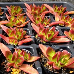 多肉植物 赤鬼城の画像