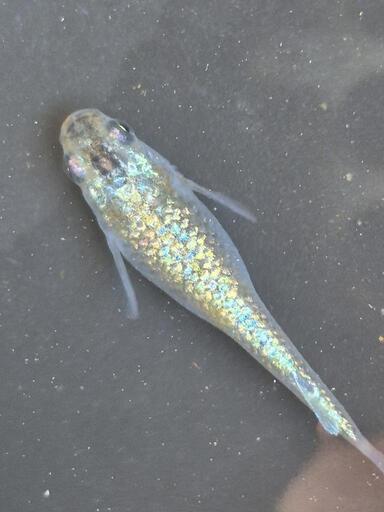 夢桜めだか　上物　ヒミツヘイキ　雄1雌2 現物出品a 夢桜めだか 強青ラメ サファイア 2ペア 現物出品