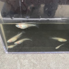 ⚪️シロメダカ⚪️5匹300円10匹600円の画像