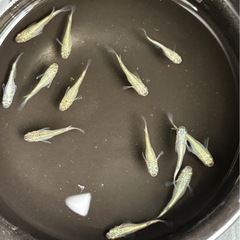 メダカの中古が安い！激安で譲ります・無料であげます｜ジモティー