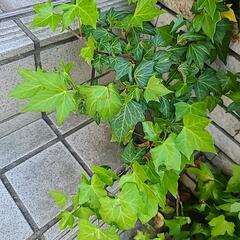 アイビー各種　挿し木にどうぞの画像