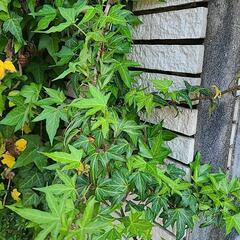 アイビー各種　挿し木にどうぞの画像