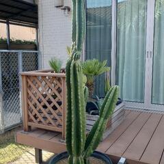 柱サボテン(大)🌵 破格値の画像