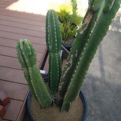 柱サボテン(大)🌵 破格値の画像
