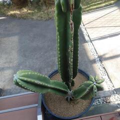 柱サボテン(大)🌵 破格値の画像