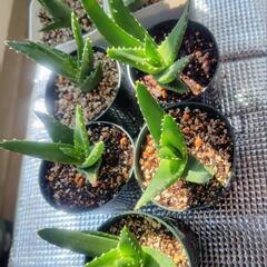 不夜城　脇芽挿し芽　3年物の画像