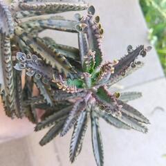 不死鳥　多肉植物　子付き　カット苗の画像