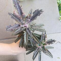 不死鳥　多肉植物　子付き　カット苗