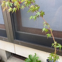 もみじの苗木　1本