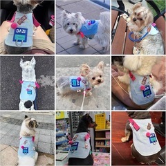 【S】犬用ハーネス　小型犬用　デニム　ハーネス　リード　ブルー　胴輪の画像