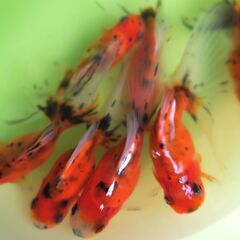 大特価!!　自家産アズマニシキ　明け２歳　の画像