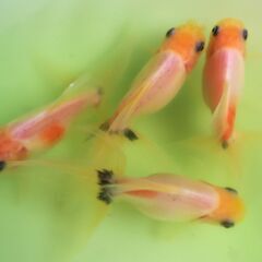 大特価!!　自家産アズマニシキ　明け２歳　の画像