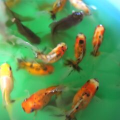 大特価!!　自家産アズマニシキ　明け２歳　