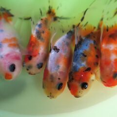 大特価!!　自家産アズマニシキ　明け２歳　の画像