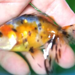 大特価!!　自家産アズマニシキ　明け２歳　の画像