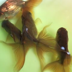大特価!!　自家産アズマニシキ　明け２歳　の画像