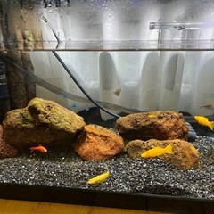 90cm水槽　照明生体付きの画像