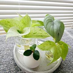 ◼️ポトス　マーブルクイーン◼️観葉植物　３号鉢の画像