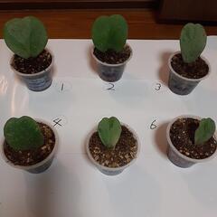 観葉植物(ホヤ)