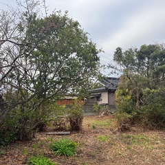 竹　農業　米陰干しなどの画像