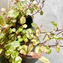 観葉植物　斑入りワイヤープランツの画像