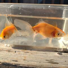 変わりオーロラ　金魚