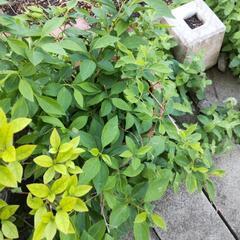 つつじとレンギョウの木の画像